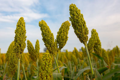 Close-up of crops growing on field against sky