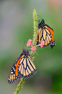 Close-up of monarch butterfly on milkweeds plant 