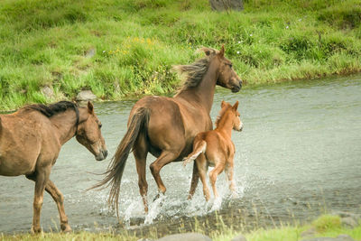 Horses in a farm