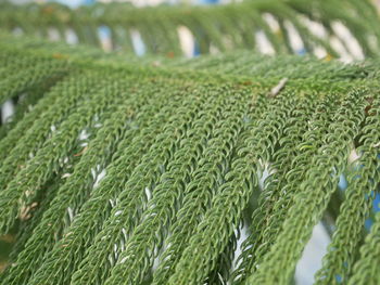 Close-up of crops growing on field