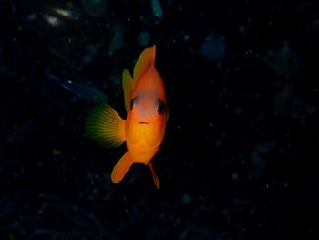 Close-up of fish swimming in sea