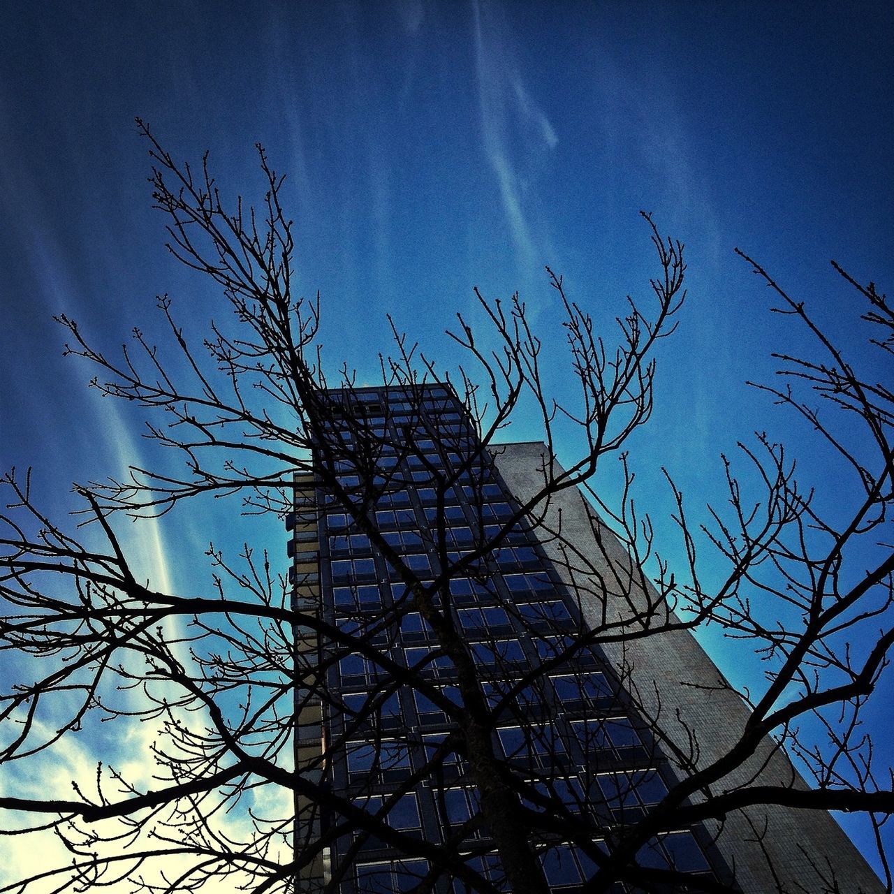 low angle view, architecture, built structure, bare tree, building exterior, sky, blue, branch, tree, tower, clear sky, day, sunlight, outdoors, tall - high, no people, silhouette, building, city, architectural feature