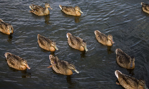 View of birds in water