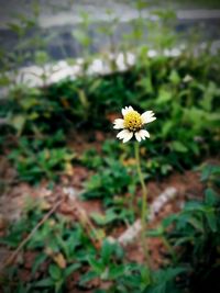 Close-up of flower blooming outdoors