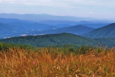 Scenic view of agricultural field against sky