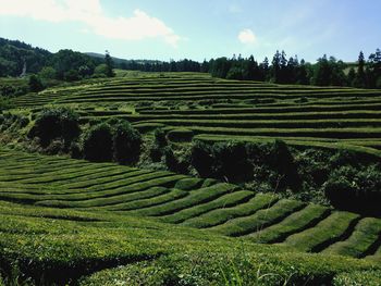 Scenic view of rural landscape