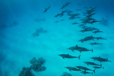 Fishes swimming in sea