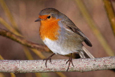 Side view of a robin 