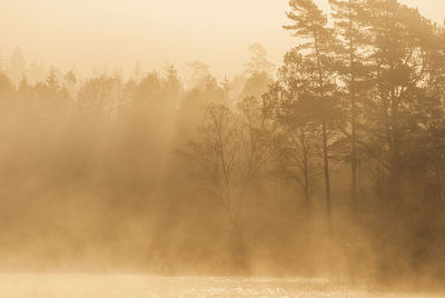 Mist at still lake at sunrise