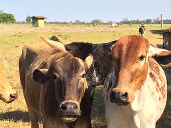 Cows standing on field against sky