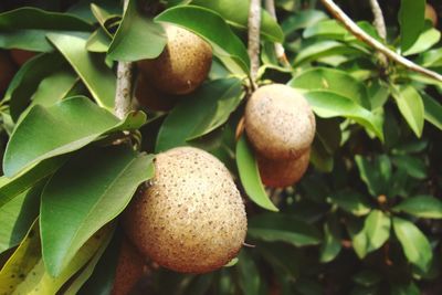Close-up of fruits growing on tree