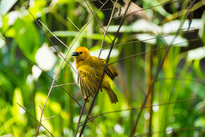 Close-up of bird perching on yellow plant