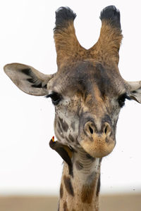 Close-up portrait of a horse against the sky