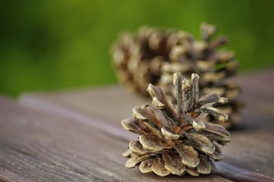 Close-up of plant against blurred background