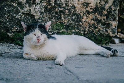 Portrait of a cat lying on footpath