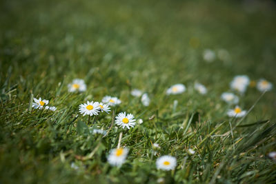 Close-up of white daisy flowers on field