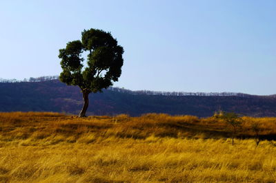 Tree on field against clear sky