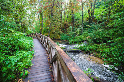 Footpath amidst trees in forest