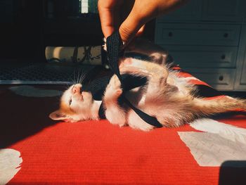 Midsection of person holding cat