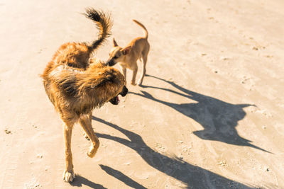 High angle view of two dogs on sand