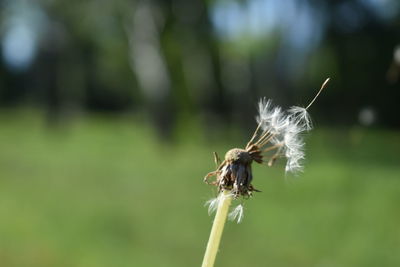 Close-up of insect on plant