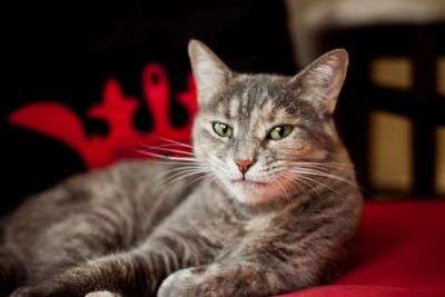 Close-up of cat lying on bed