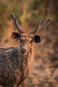 Cute deer in the wild