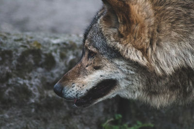 Close-up of dog looking away