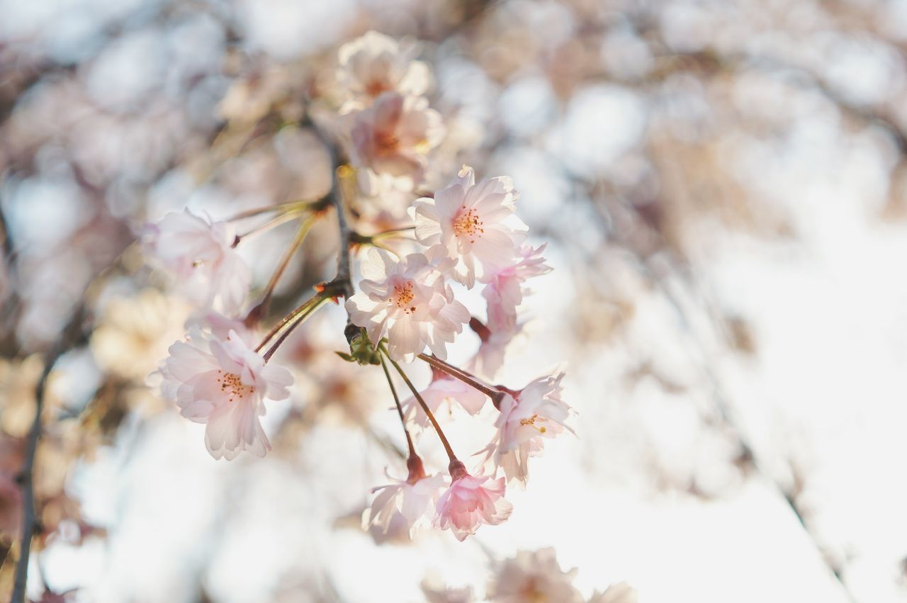 flowering plant, flower, fragility, freshness, plant, vulnerability, growth, beauty in nature, blossom, springtime, close-up, tree, cherry blossom, petal, branch, day, nature, no people, selective focus, flower head, cherry tree, pink color, outdoors, pollen, bunch of flowers