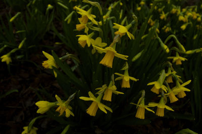 Close-up of yellow plants