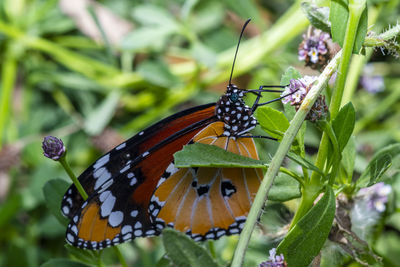 Butterfly pollinating flower