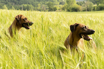 Dog lying on grass