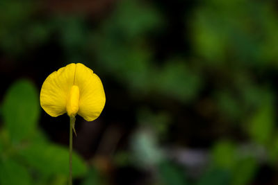 Close-up of yellow flower