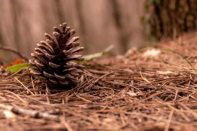 Close-up of dry pine cone on field
