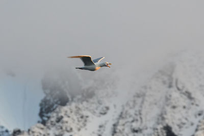 Seagull flying over the sea