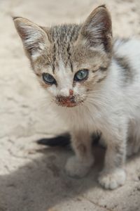 Close-up portrait of cat