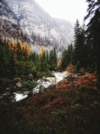 Trees growing in forest during autumn tovel