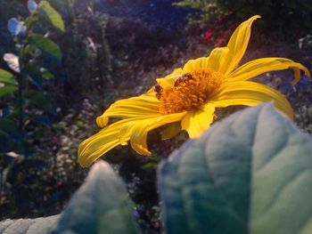 Close-up of yellow sunflower blooming outdoors