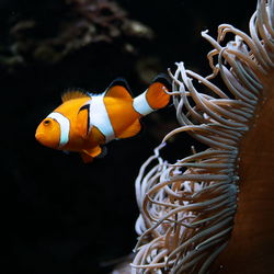 Close-up of clown fish in aquarium