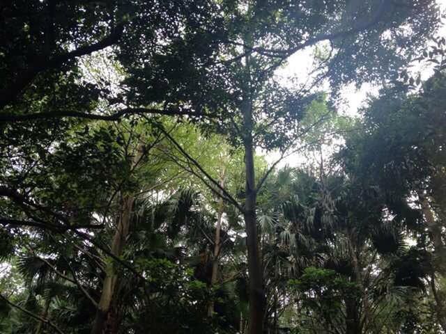 tree, growth, low angle view, branch, tranquility, forest, nature, beauty in nature, tree trunk, green color, tranquil scene, scenics, lush foliage, woodland, day, sky, outdoors, no people, idyllic, sunlight