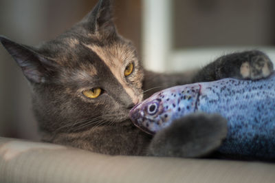 Cat and colourful fish toy