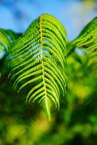 Close-up of fern leaves against sky