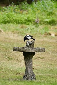 Bird perching on a wood