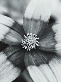 Macro shot of flower