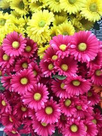 High angle view of pink flowering plants