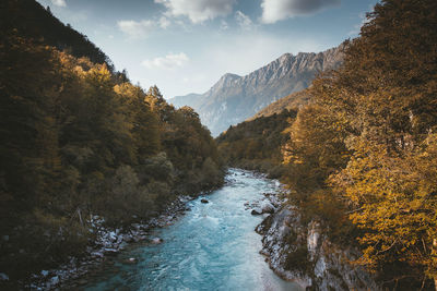 Scenic view of river amidst trees against sky