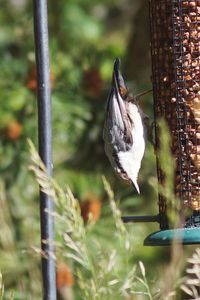 Bird on feeder during sunny day