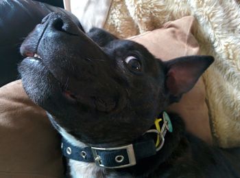 Close-up portrait of dog