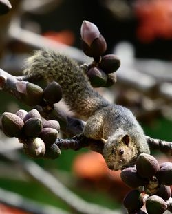 Close-up of squirrel on tree