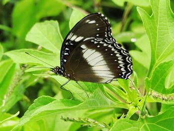 Close-up of butterfly on leaf